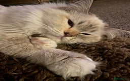 Ragdoll cats for sale: Beautiful GCCF Female Ragdoll - Image 2