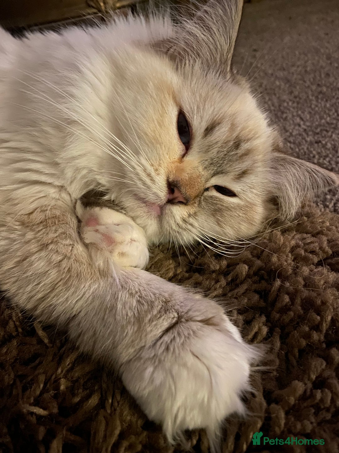 Ragdoll cats for sale: Beautiful GCCF Female Ragdoll - Image 2