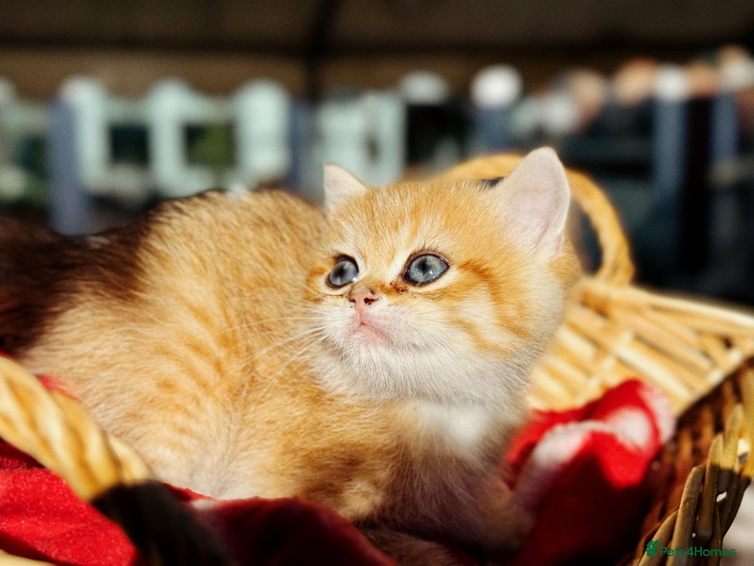 British Shorthair cats for sale:  **   ** : BSH Golden champion lines - Advert 22