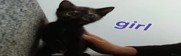 Mixed Breed cats for sale: 3 kittens for Sale  - Advert 4