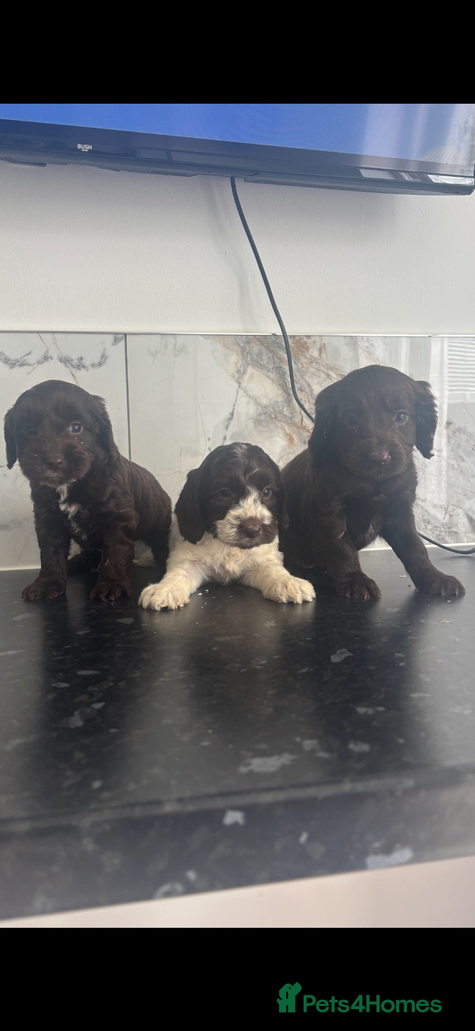 Cavapoo dogs 🐶 Quick sale Toy Cavapoo puppies 🐶  - Advert 1