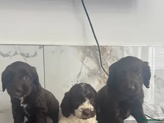 Cavapoo dogs 🐶 Quick sale Toy Cavapoo puppies 🐶 - Advert 2