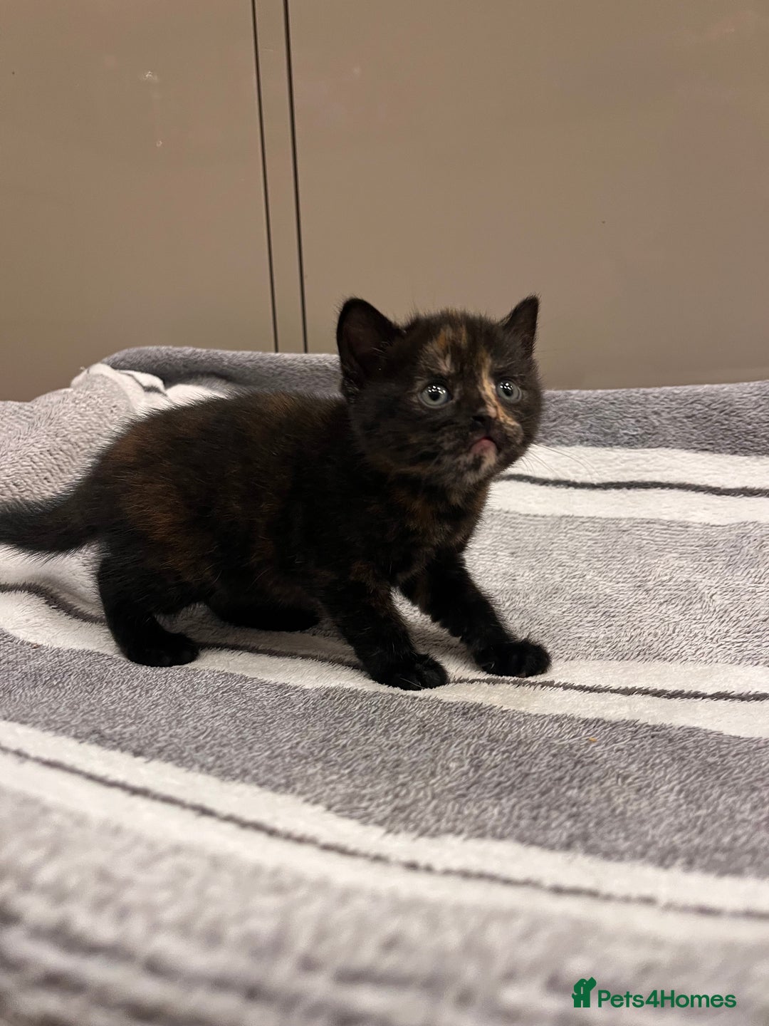 British Shorthair cats for sale: British Shorthair Kittens - Advert 16