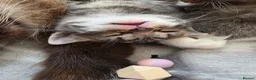 Mixed Breed cats for sale: Beautiful Ragdoll cross Kittens - Advert 13