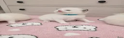 Ragdoll cats for sale: ✨ Beautiful Pedigree Ragdoll Kittens Available ✨ - Advert 11