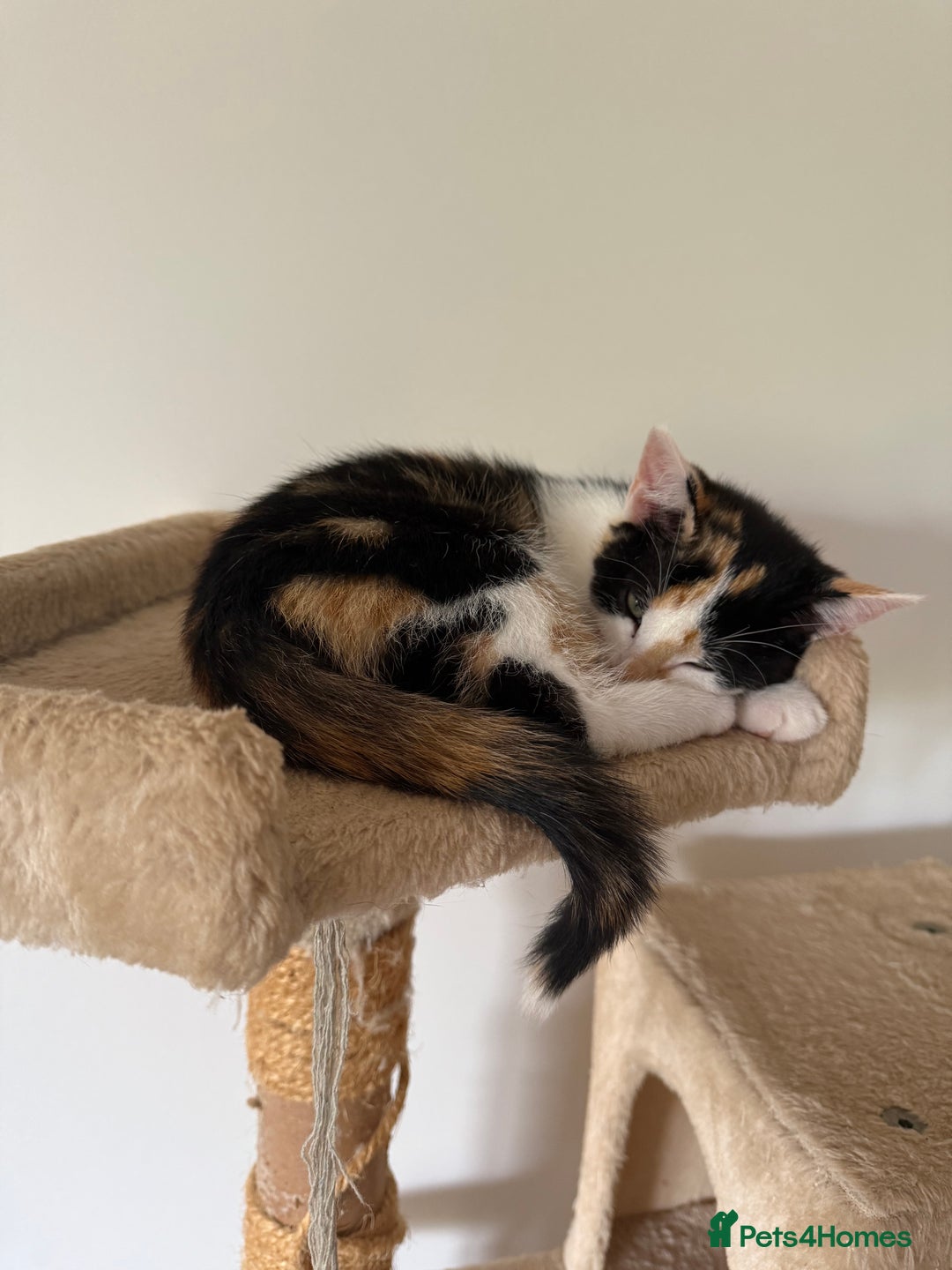 Oriental cats for sale: Sweet Little Calico Baby - Image 13