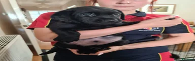Black Labrador Boy (pink collar)