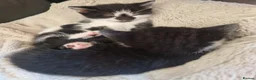 Mixed Breed cats for sale: Three gorgeous kittens! 🐾 - Advert 16