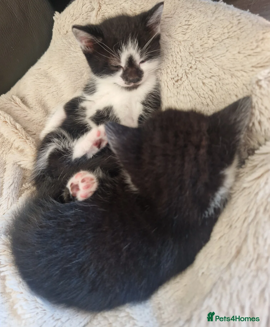 Mixed Breed cats for sale: Three gorgeous kittens! 🐾 - Advert 16