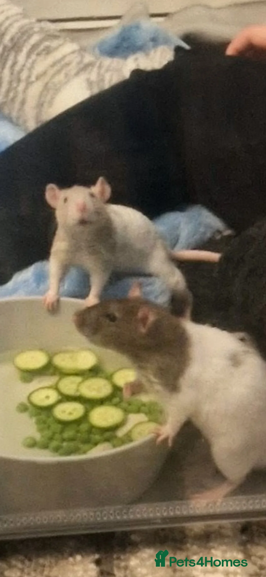 Rat rodents for sale: 2 Male double rex rats  - Advert 2