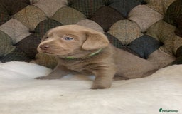 Labrador Retriever dogs for sale:  Ready for collection from today 🩶💚🩶   - Image 24
