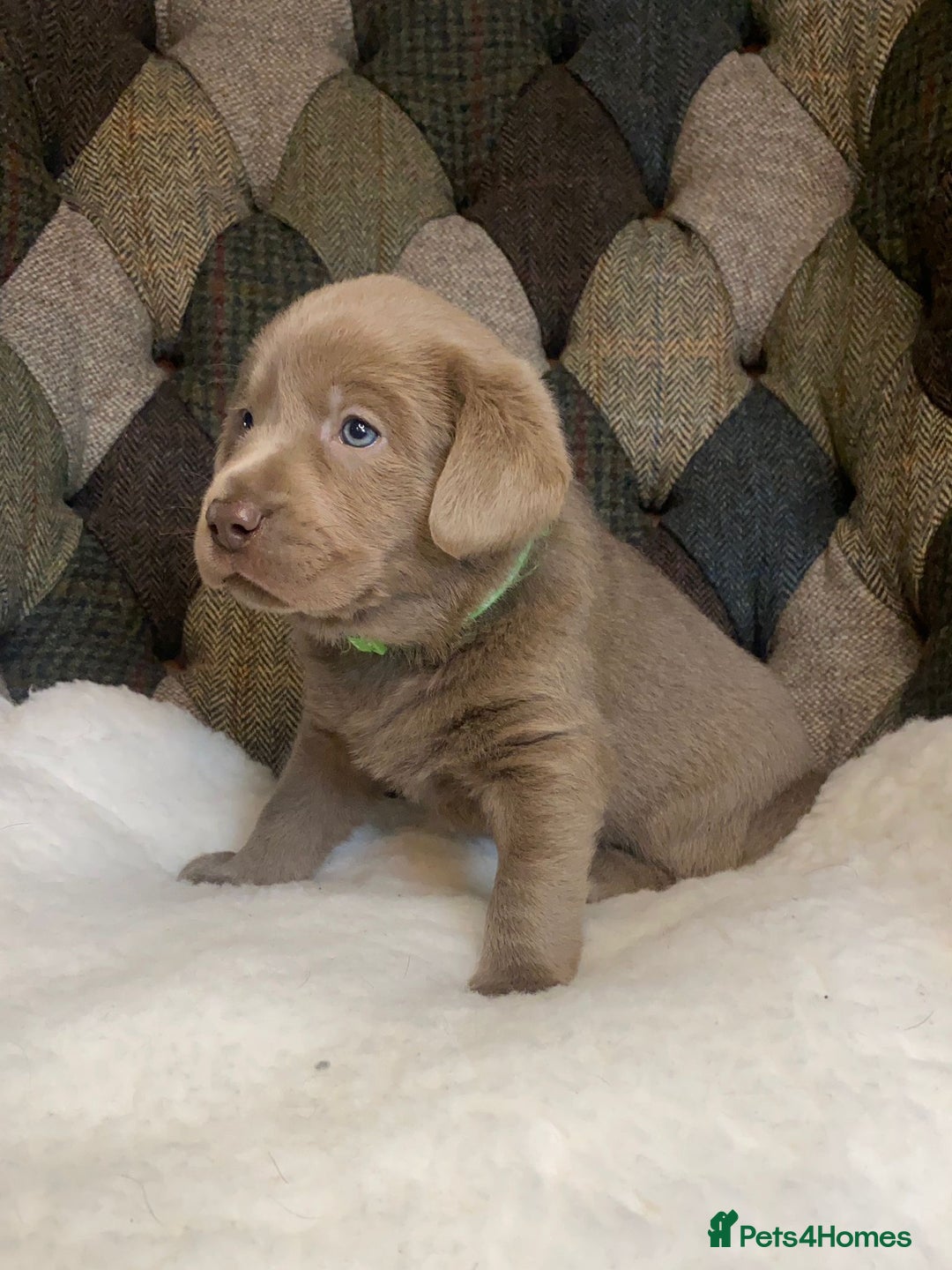 Labrador Retriever dogs for sale:  Ready for collection from today 🩶💚🩶   - Image 24