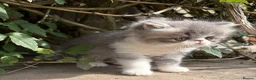Exotic cats for sale: Exotic male kittens  - Advert 5