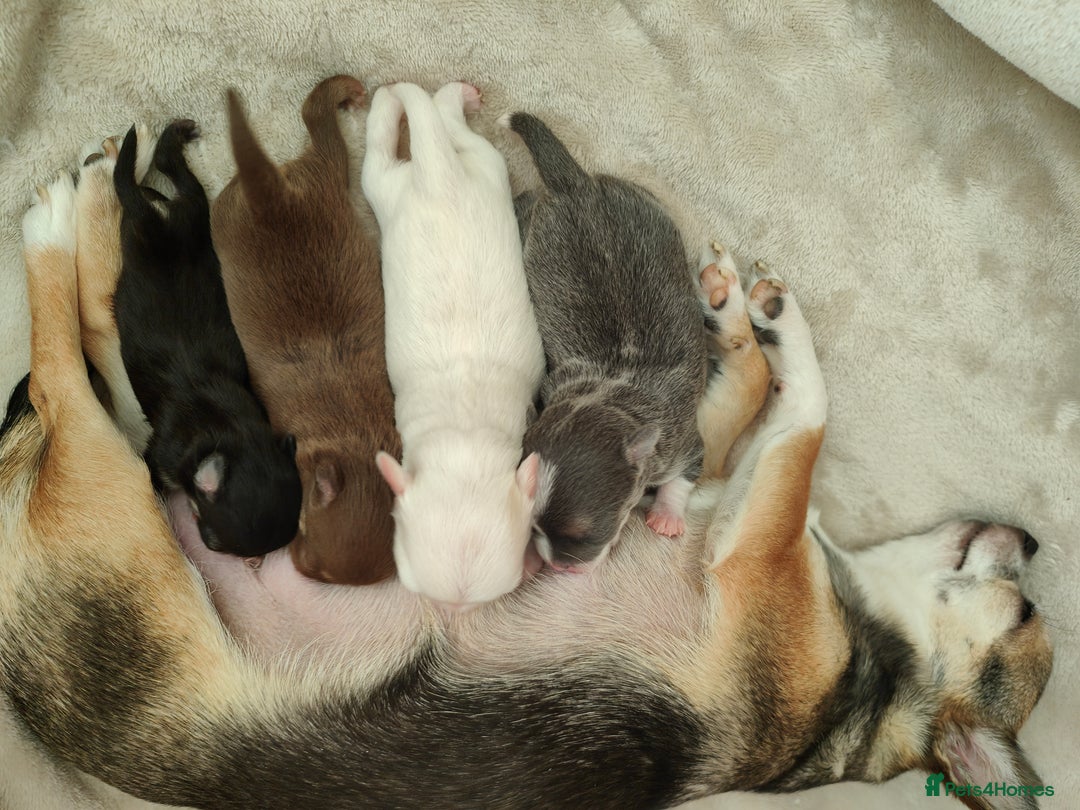 Chihuahua dogs for sale: 🪻 Beautiful Chihuahua Puppies 🪻 - Advert 14