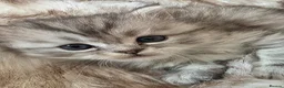 Persian cats for sale: Persian kittens  in Worksop - Advert 8