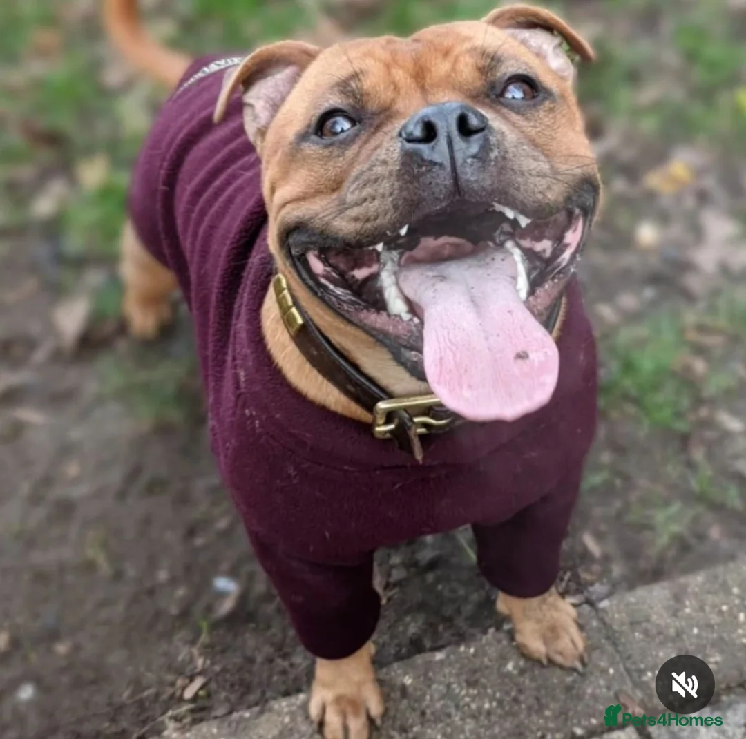 Staffordshire Bull Terrier dogs for stud: 🥨CHIEF CHAMPION SIRED. 🥨🏆  in Rochdale - Advert 21