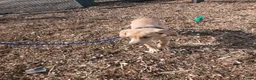Labrador Retriever dogs for sale: Beautiful lab - Advert 3