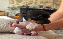 Chihuahua dogs for sale: 10 week old Chihuahua puppies. - Image 7