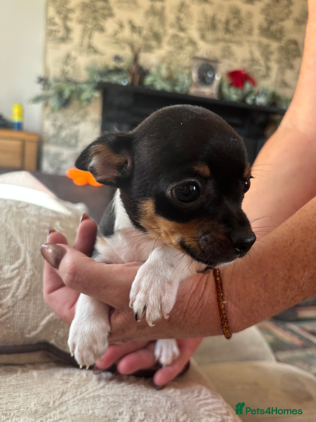 Chihuahua dogs for sale: 10 week old Chihuahua puppies. - Image 7