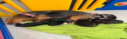 Mixed Breed dogs for sale: Bockalier puppy looking for forever home  - Advert 2