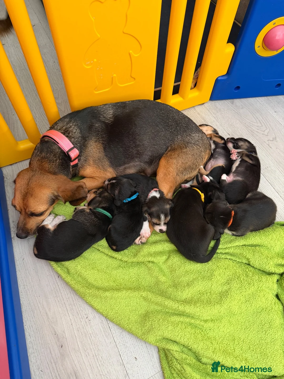 Mixed Breed dogs for sale: Bockalier puppy looking for forever home  - Advert 2
