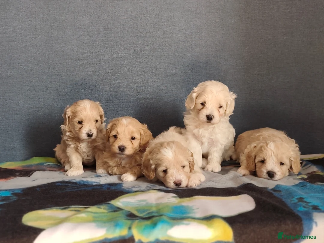 Maltipoo dogs for sale: Adorable F1 Maltipoo Puppies  in Bolton - Advert 1