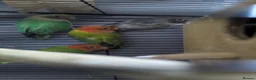 Lovebirds birds for sale: All Colour Love Birds - Advert 3