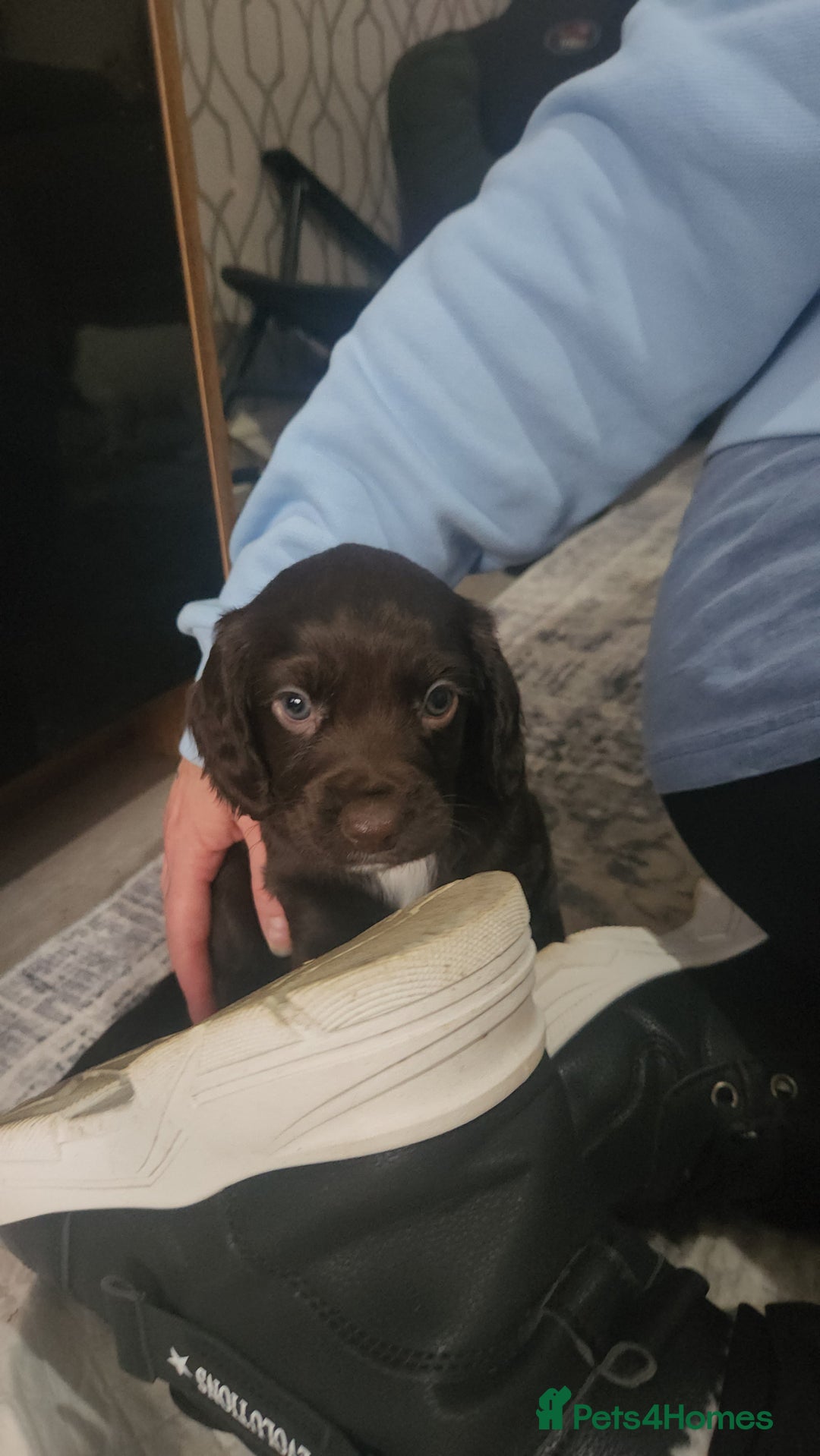 Cocker Spaniel dogs for sale: Cocker spaniel puppys. - Image 10