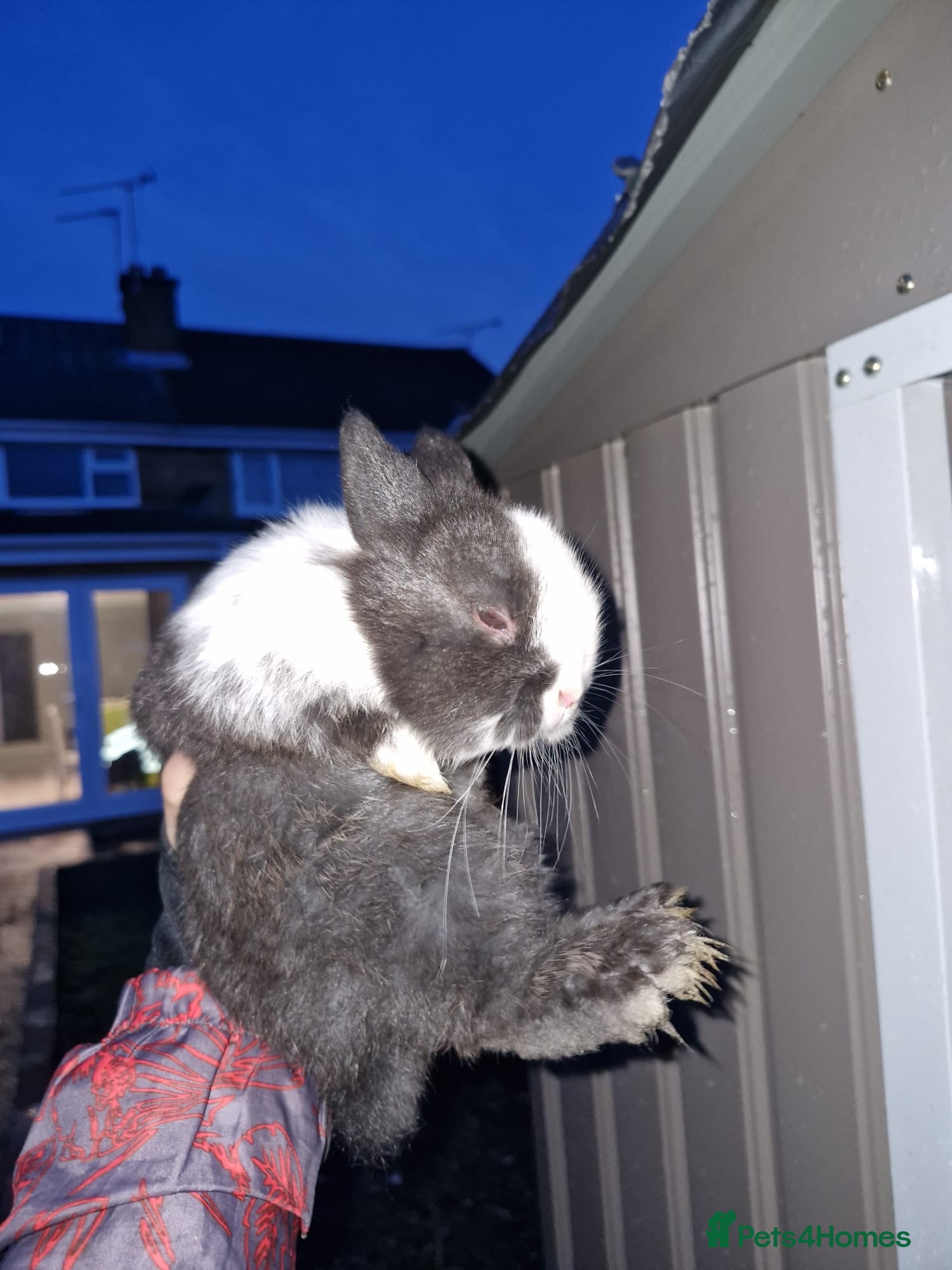 Mixed Breed rabbits mini lop/netherland dwarf - Advert 1