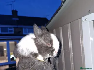 Mixed Breed rabbits mini lop/netherland dwarf - Advert 17