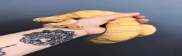 Python Snake reptiles for sale: Coral glow super enchi ghost  - Advert 1