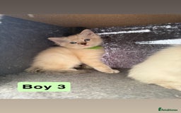 Ragdoll cats for sale: *stunning* litter of 7 ragdoll kittens  - Image 15