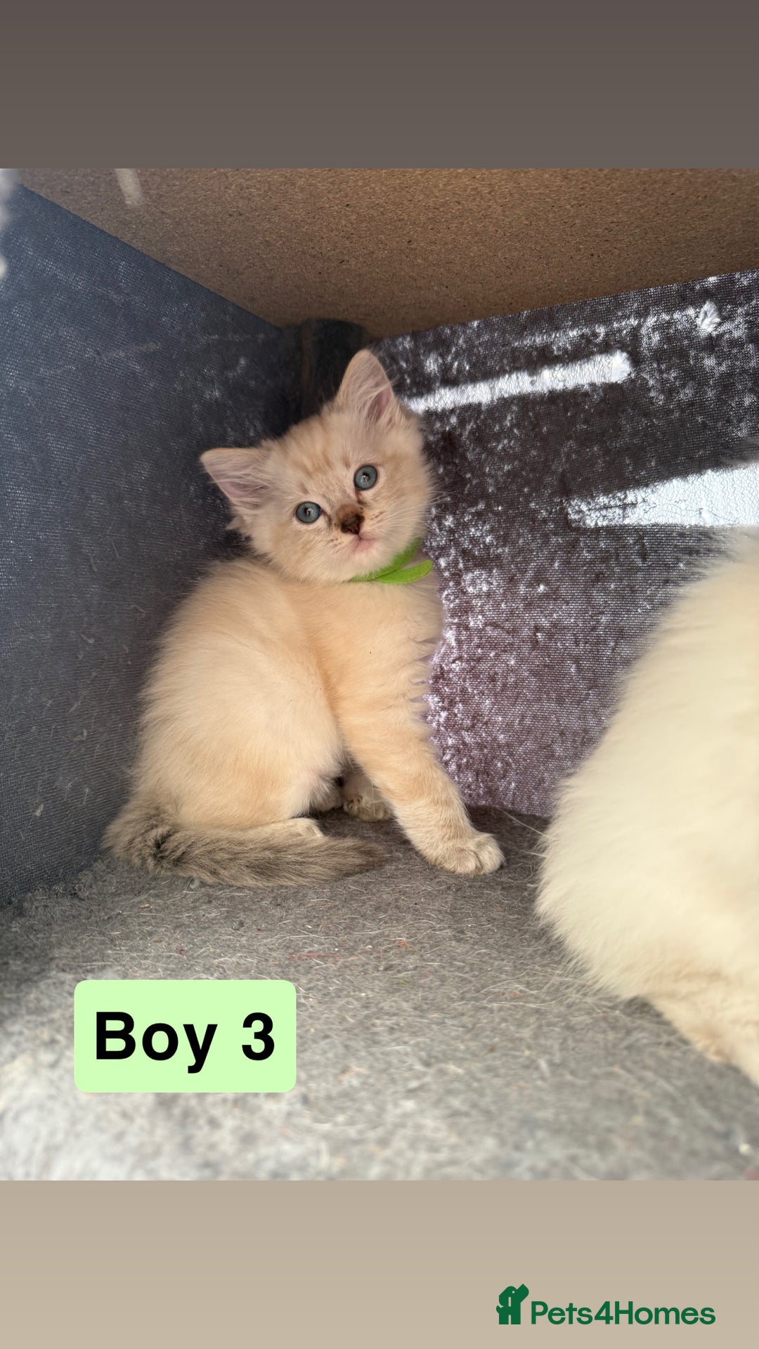 Ragdoll cats for sale: *stunning* litter of 7 ragdoll kittens  - Image 15