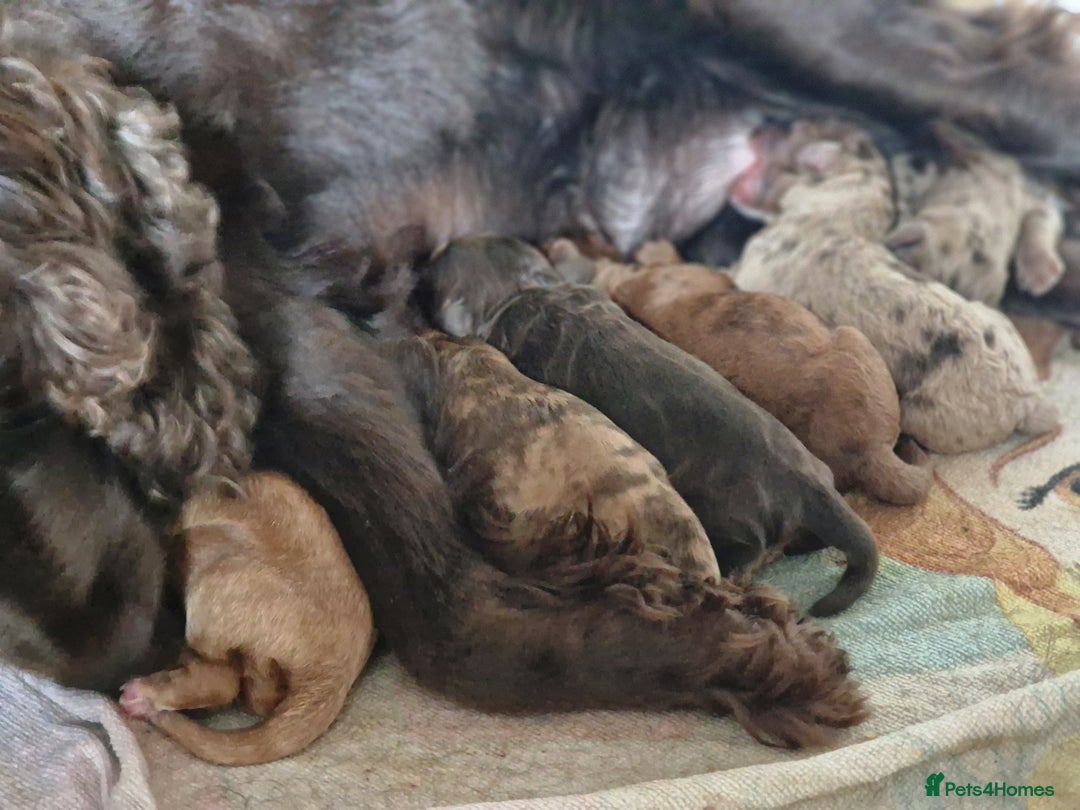 Cockapoo dogs for sale: Stunning F1BB cockapoos merles /phantoms/red ❤️ - Image 2