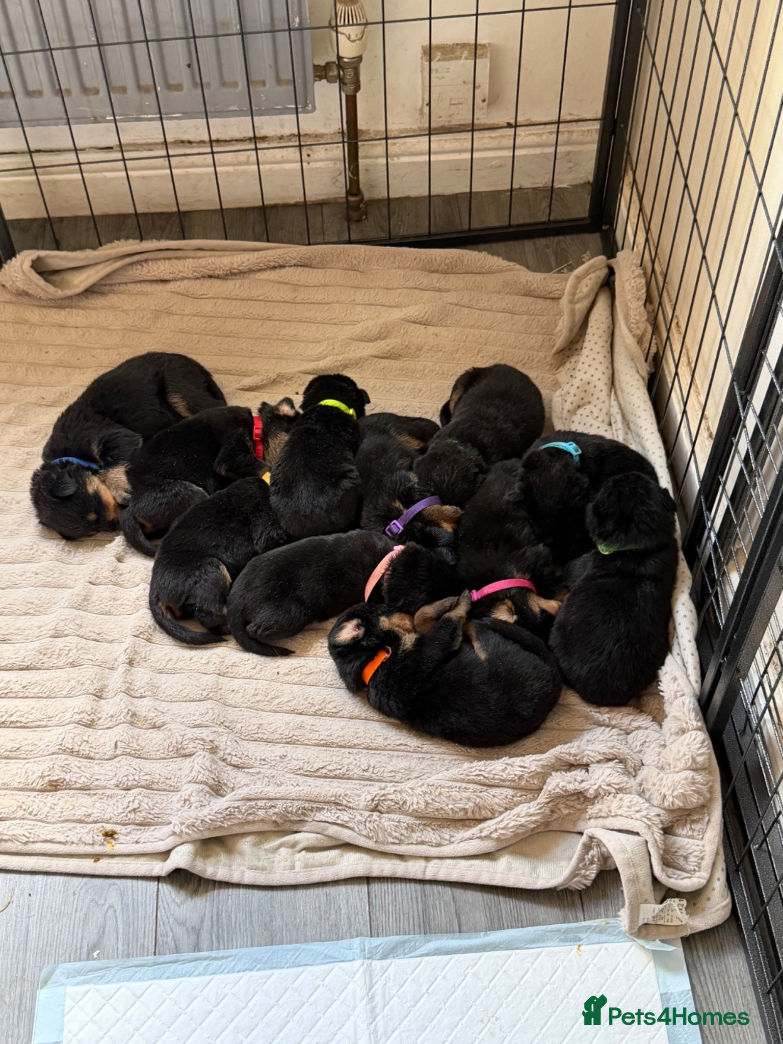 Rottweiler dogs for sale: 11 beautiful Rottweiler Puppies - Advert 3
