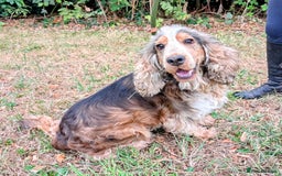 Cocker Spaniel dogs for sale: Beautiful Cocker Spaniel puppies - Image 9