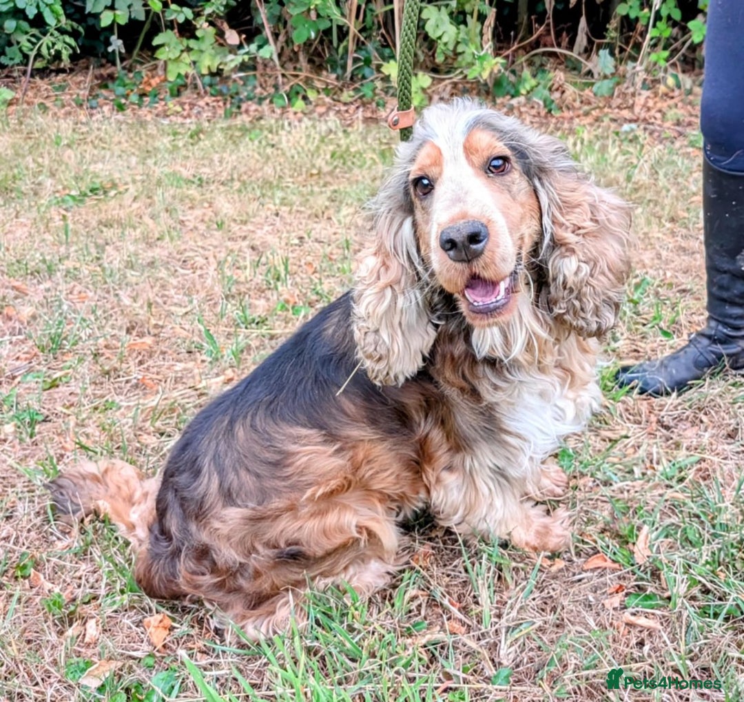 Cocker Spaniel dogs for sale: Beautiful Cocker Spaniel puppies - Image 9