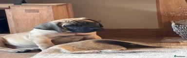 Boerboel Puppy 9