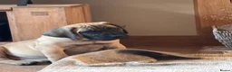 Boerboel dogs for sale: South African boerboel - Advert 10