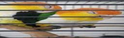 Parrots birds for sale: Bonded pair of yellow thighed caiques  - Advert 8