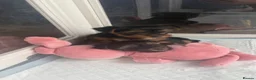 Yorkshire Terrier dogs for sale: Yorkshire terrier puppy's for sale  - Advert 10