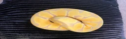 Python Snake reptiles for sale: Female Albino Ball Python possible Toffino young  - Advert 6