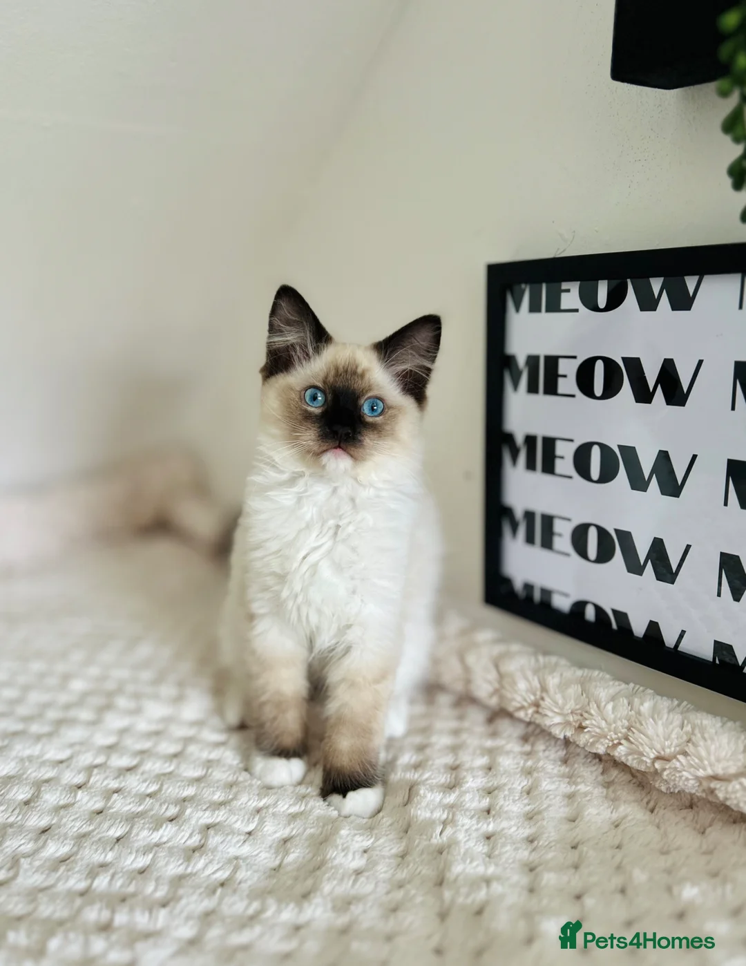 Ragdoll cats for sale: Ragdoll kittens  - Advert 2