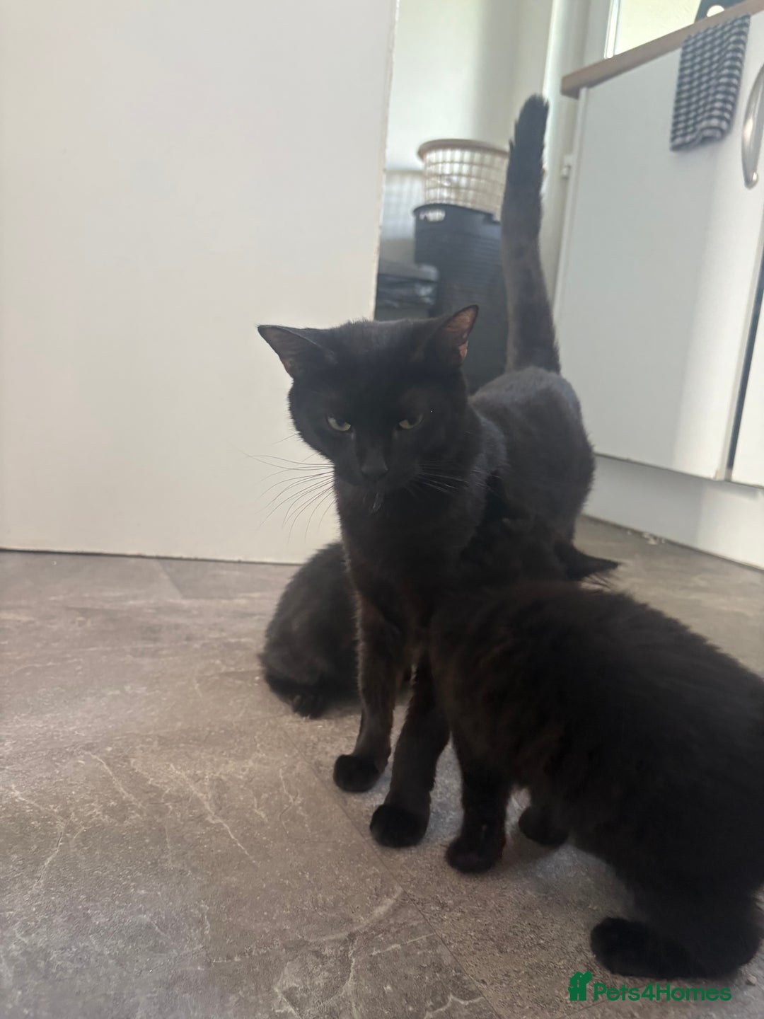 British Shorthair cats for sale: 2 British shorthair 1 British longhair kittens - Image 8