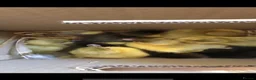 Ducks poultry for sale: Muscovy  - Advert 2