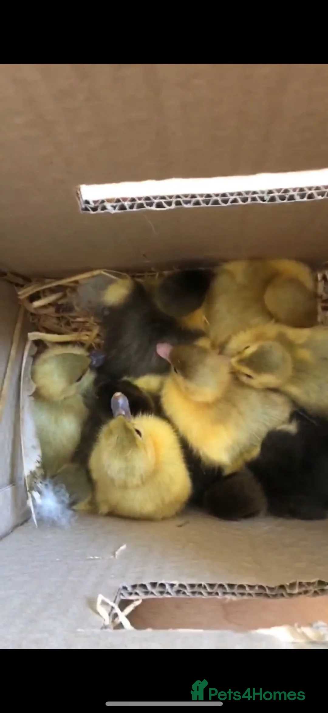 Ducks poultry for sale: Muscovy  - Advert 2