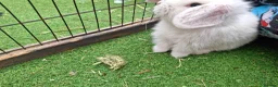 Mini Lop rabbits for sale: Mini lop baby rabbits  - Advert 2