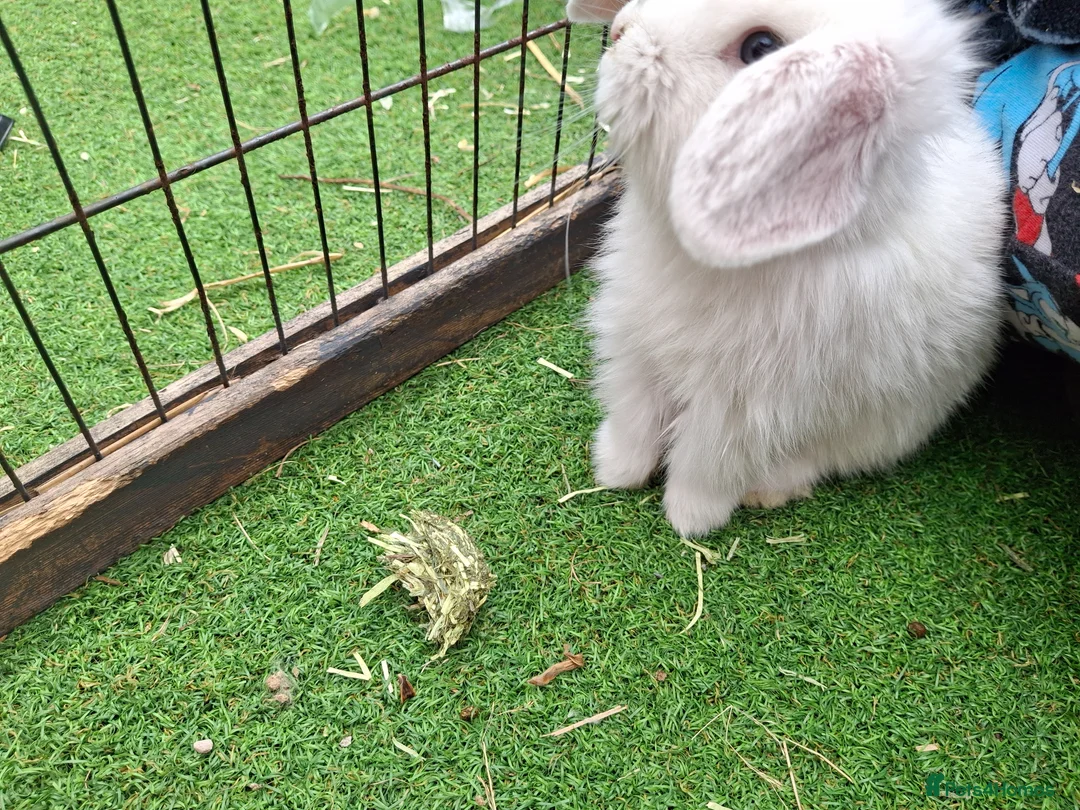 Mini Lop rabbits for sale: Mini lop baby rabbits  - Advert 2