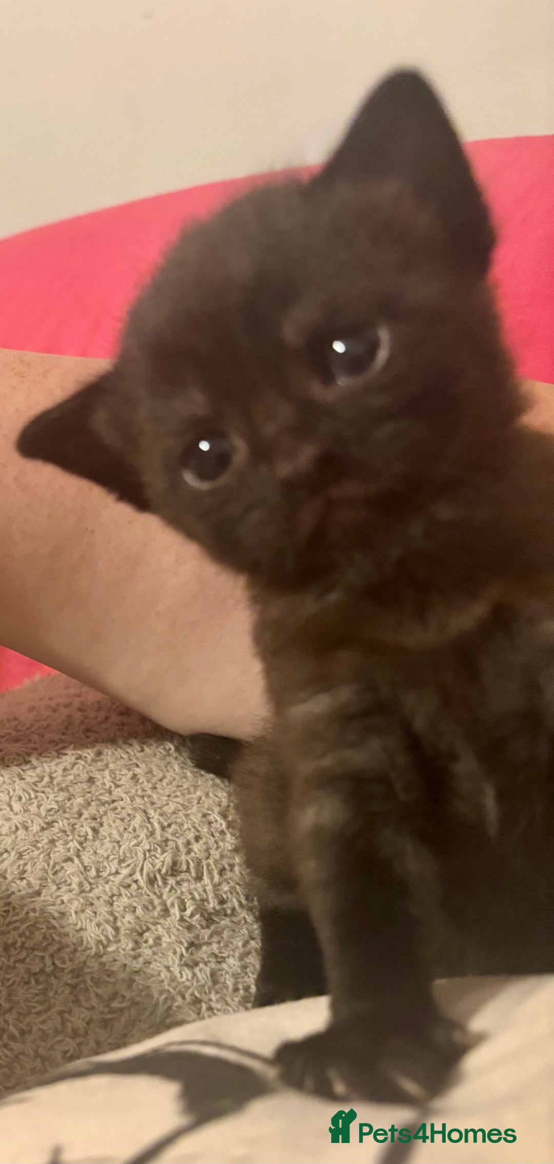 Domestic Shorthair cats for sale: 2 Female Kittens  - Image 6