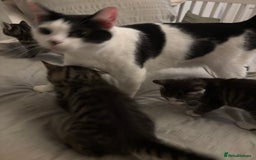 British Longhair cats for sale: Stunning kittens  - Advert 18